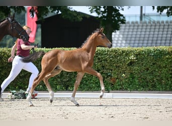 Deutsches Sportpferd, Hengst, 1 Jahr, Brauner
