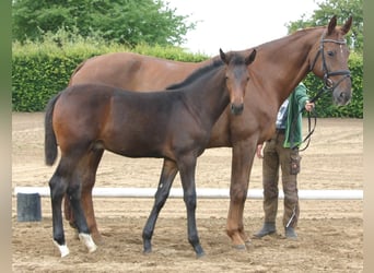 Deutsches Sportpferd, Hengst, 1 Jahr, Brauner