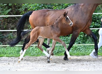 Deutsches Sportpferd, Hengst, 1 Jahr, Brauner