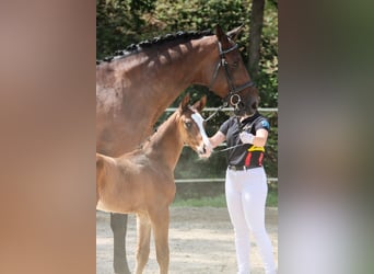 Deutsches Sportpferd, Hengst, 1 Jahr, Brauner