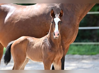 Deutsches Sportpferd, Hengst, 1 Jahr, Brauner