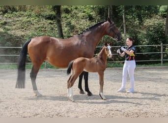 Deutsches Sportpferd, Hengst, 1 Jahr, Brauner