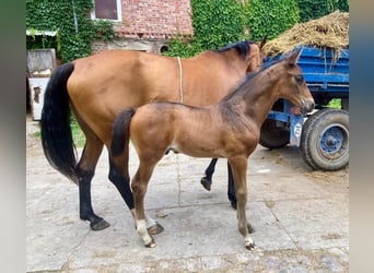 Deutsches Sportpferd, Hengst, 1 Jahr, Brauner