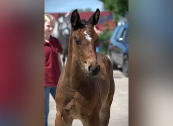 Deutsches Sportpferd, Hengst, 1 Jahr, Brauner