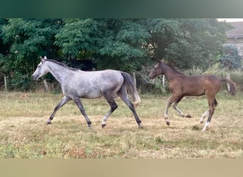 Deutsches Sportpferd, Hengst, 1 Jahr, Brauner