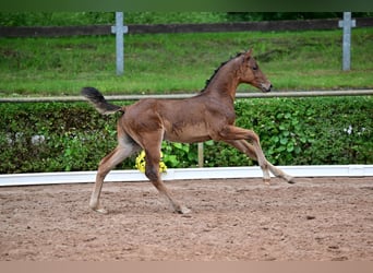 Deutsches Sportpferd, Hengst, 1 Jahr, Brauner