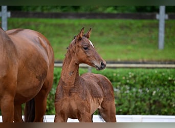 Deutsches Sportpferd, Hengst, 1 Jahr, Brauner