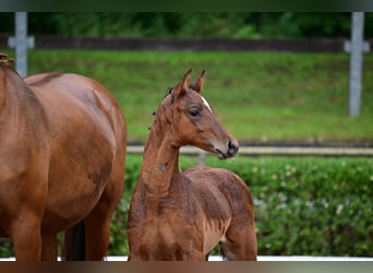 Deutsches Sportpferd, Hengst, 1 Jahr, Brauner