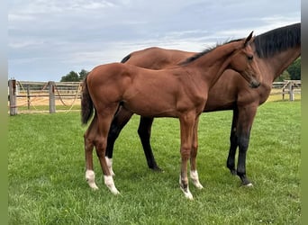 Deutsches Sportpferd, Hengst, 1 Jahr, Brauner