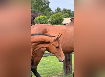 Deutsches Sportpferd, Hengst, 1 Jahr, Brauner