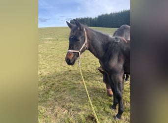 Deutsches Sportpferd, Hengst, 1 Jahr, Brauner