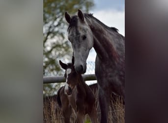 Deutsches Sportpferd, Hengst, 1 Jahr, Brauner