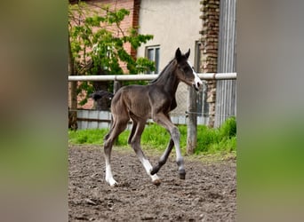 Deutsches Sportpferd, Hengst, 1 Jahr, Brauner