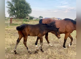 Deutsches Sportpferd, Hengst, 1 Jahr, Brauner