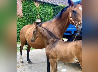 Deutsches Sportpferd, Hengst, 1 Jahr, Brauner