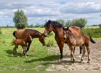 Deutsches Sportpferd, Hengst, 1 Jahr, Brauner