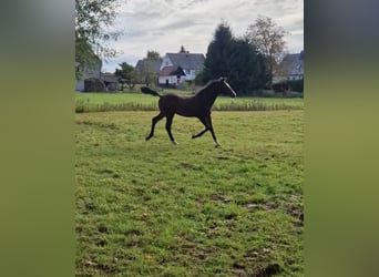 Deutsches Sportpferd, Hengst, 1 Jahr, Brauner