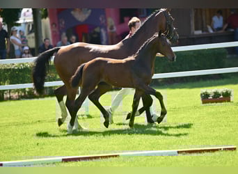 Deutsches Sportpferd, Hengst, 1 Jahr, Brauner