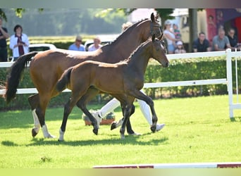 Deutsches Sportpferd, Hengst, 1 Jahr, Brauner