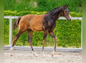Deutsches Sportpferd, Hengst, 1 Jahr, Dunkelbrauner