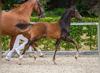 Deutsches Sportpferd, Hengst, 1 Jahr, Dunkelbrauner