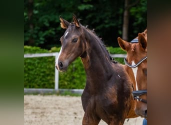 Deutsches Sportpferd, Hengst, 1 Jahr, Dunkelbrauner