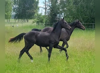 Deutsches Sportpferd, Hengst, 1 Jahr, Dunkelbrauner