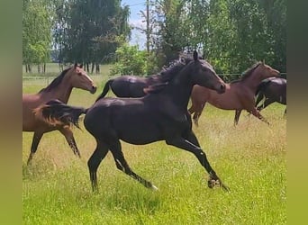 Deutsches Sportpferd, Hengst, 1 Jahr, Dunkelbrauner
