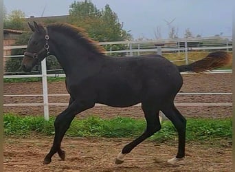 Deutsches Sportpferd, Hengst, 1 Jahr, Dunkelbrauner