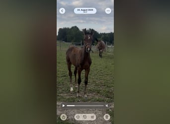 Deutsches Sportpferd, Hengst, 1 Jahr, Dunkelbrauner