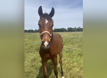 Deutsches Sportpferd, Hengst, 1 Jahr, Dunkelbrauner