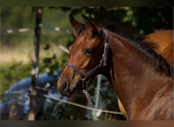 Deutsches Sportpferd, Hengst, 1 Jahr, Dunkelbrauner