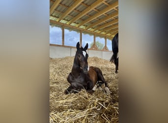 Deutsches Sportpferd, Hengst, 1 Jahr, Dunkelfuchs