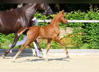 Deutsches Sportpferd, Hengst, 1 Jahr, Dunkelfuchs