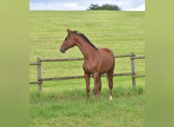 Deutsches Sportpferd, Hengst, 1 Jahr, Dunkelfuchs