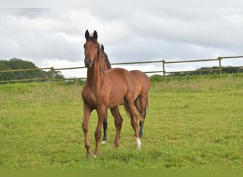 Deutsches Sportpferd, Hengst, 1 Jahr, Dunkelfuchs