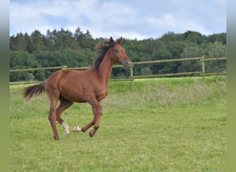 Deutsches Sportpferd, Hengst, 1 Jahr, Dunkelfuchs