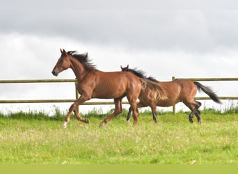 Deutsches Sportpferd, Hengst, 1 Jahr, Dunkelfuchs