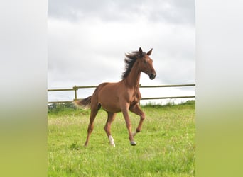 Deutsches Sportpferd, Hengst, 1 Jahr, Dunkelfuchs