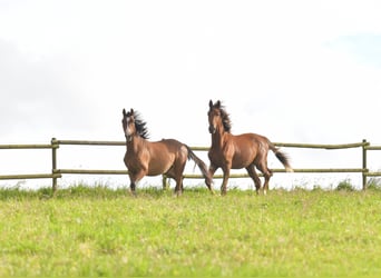 Deutsches Sportpferd, Hengst, 1 Jahr, Dunkelfuchs