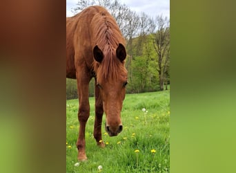 Deutsches Sportpferd, Hengst, 1 Jahr, Fuchs