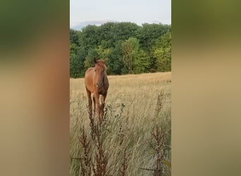 Deutsches Sportpferd, Hengst, 1 Jahr, Fuchs