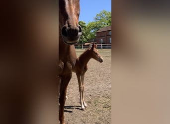 Deutsches Sportpferd, Hengst, 1 Jahr, Fuchs