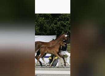 Deutsches Sportpferd, Hengst, 1 Jahr, Fuchs