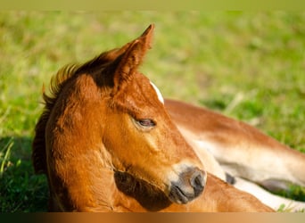 Deutsches Sportpferd, Hengst, 1 Jahr, Fuchs