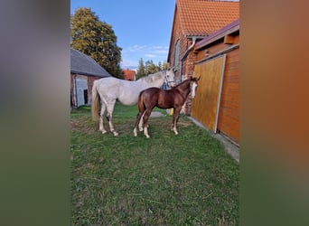 Deutsches Sportpferd, Hengst, 1 Jahr, Kann Schimmel werden