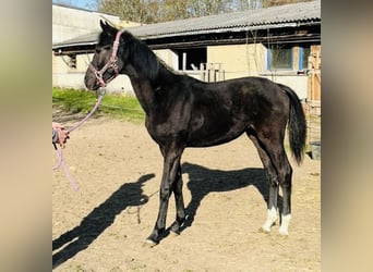 Deutsches Sportpferd, Hengst, 1 Jahr, Rappe