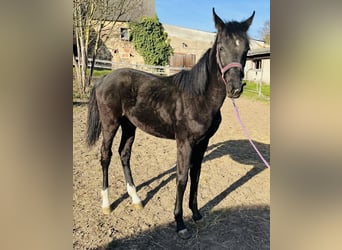Deutsches Sportpferd, Hengst, 1 Jahr, Rappe