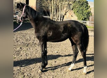 Deutsches Sportpferd, Hengst, 1 Jahr, Rappe
