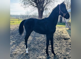 Deutsches Sportpferd, Hengst, 1 Jahr, Rappe